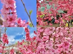 -桃源山庄·水蜜桃采摘·柴火鸡·烧烤团建(龙泉山店)