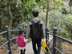 -银湖山郊野公园-相思林