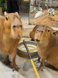 -Zoolung Zoolung动物主题公园(海信广场店)