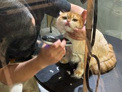 -悠尼宠物·独立低压伊珊娜洗护·美容·寄养(兰谷路店)