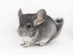 -龙猫仔乐园(惠福东路店)