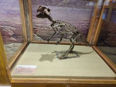 -国家自然博物馆