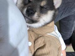 -逗柴咖啡屋·狗咖猫咖宠物桌游