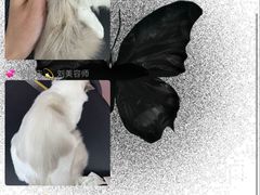 -唐小姐の私宠·宠物洗护美容·撸猫馆·购宠(周浦万达旗舰店)