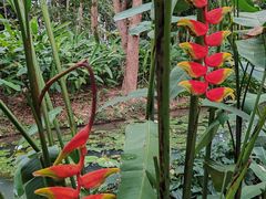 -中国科学院西双版纳热带植物园