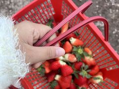 -喜杨洋草莓采摘园