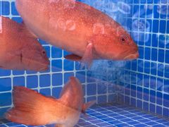 -连鹭海鲜·海肠捞饭·海胆饭(星海店)