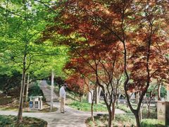 -嘉定紫藤园