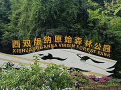 -西双版纳原始森林公园