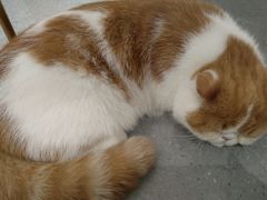-飞行喵MR PILOT|猫舍·猫咖(静安大融城店)