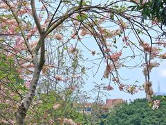 -四海公园(南山区)