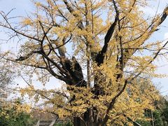 -上海佘山国家森林公园天马山园