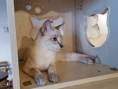-Cappucimeow猫咪咖啡馆(韦伯时代店)
