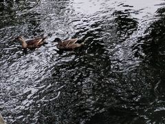 -西湖外事游船(花港观鱼码头)