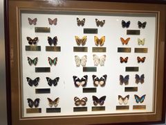 -上海昆虫博物馆