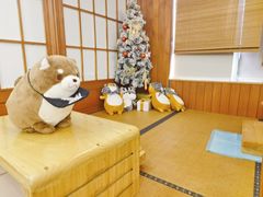 -豆柴町-柴犬主题狗咖(红鼎国际C座店)