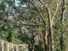 -上海佘山国家森林公园西佘山园