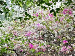 -深圳国际园林花卉博览园