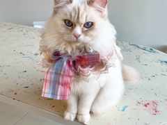 -怪兽屋·羊驼·猫咖·狗咖(俊华广场店)