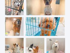 -汪小喵宠物·戴维斯乐芳希施宠馨宝皮毛调理洗护店