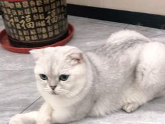 -芭比堂动物医院·24小时·眼科中心(深圳中心)
