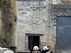 -都江堰中华大熊猫苑