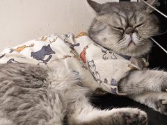 -楼上猫咖(罗湖店)