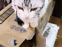 -李小姐の猫咖啡馆(五角场店)