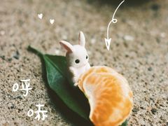 -南宁良凤江国家森林公园