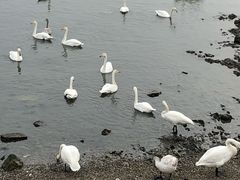 -烟墩角天鹅湖