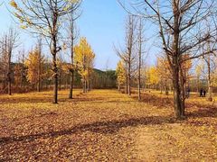 -千年银杏谷文化旅游区