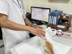 -宠爱国际动物医院· 猫科· 外科·中兽医(长白店)