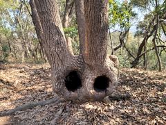 -上海佘山国家森林公园天马山园