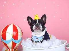 -超宠爱宠物摄影-Super pet