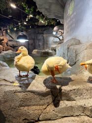 -Zoolung Zoolung动物主题公园(海信广场店)