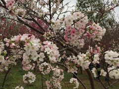 -天适樱花悠乐园