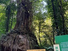 -莫里热带雨林景区