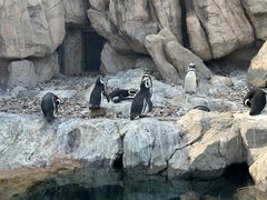-上海野生动物园