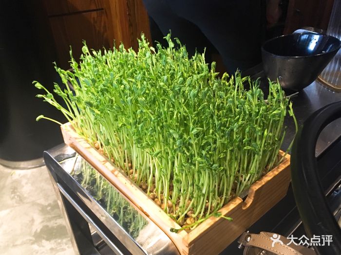 小三宝火锅(张江店)活体鲜豆苗图片 - 第3张