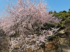 -香山公园