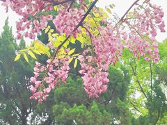 -嘉定紫藤园