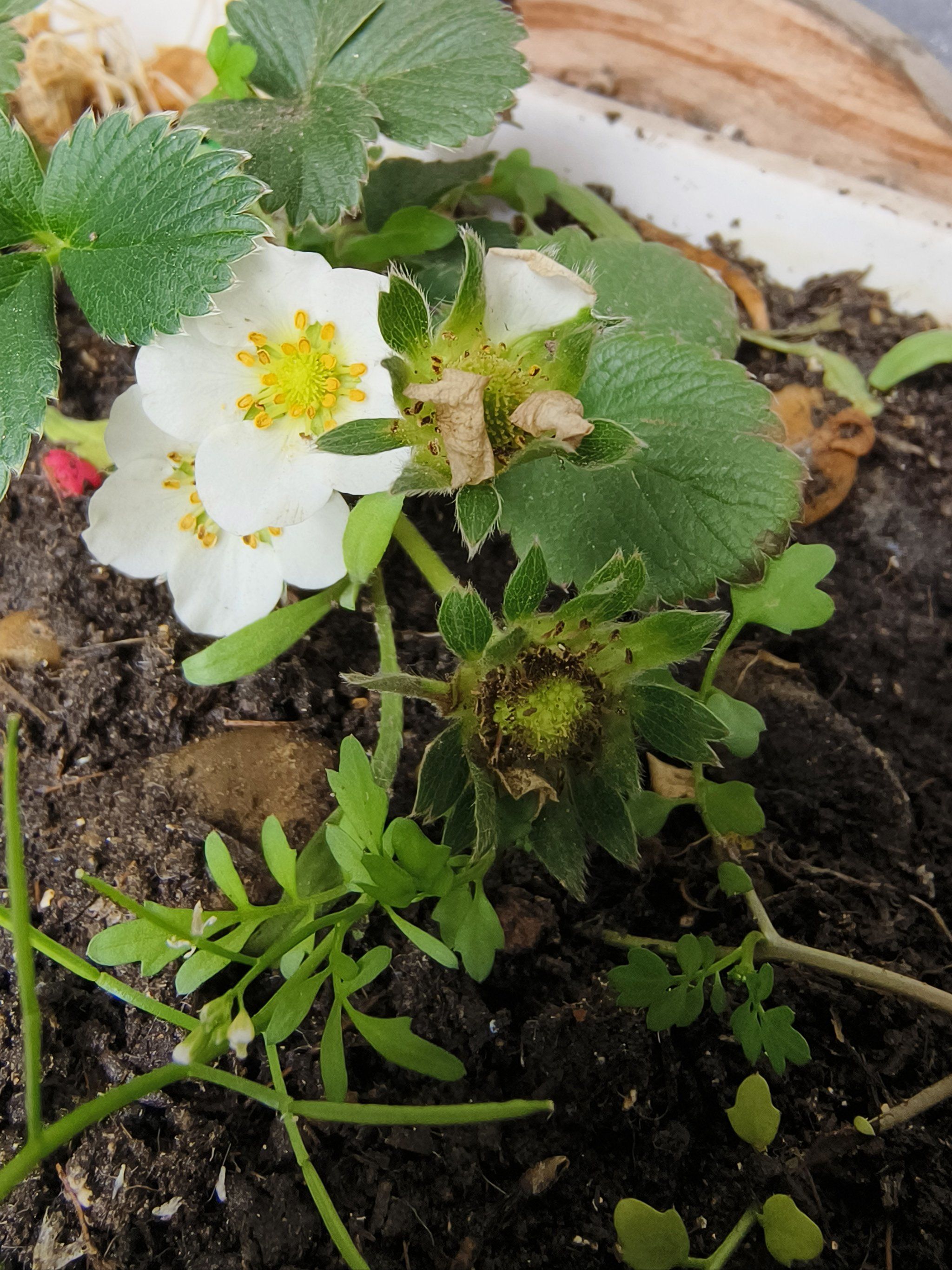 种的草莓开花拉