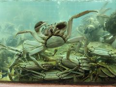 -冶建镜子·老南昌大排档·江西虾王(总店)