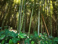 -同里国家湿地公园
