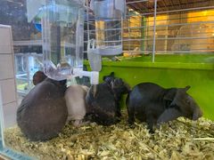 -酷以爬仙阁实体爬宠店·守宫·蜥蜴·专业繁育