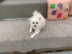 -安安宠医宠物医院·异宠·犬猫内科(岳阳分院)