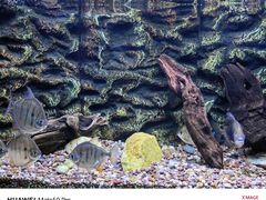 -上海海洋水族馆