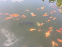 -西湖外事游船(花港观鱼码头)