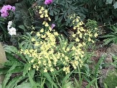 -南山植物园