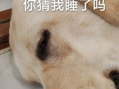 -共舞时光猫咖·狗咖(新街口店)